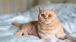 Ginger cat lying on a bed