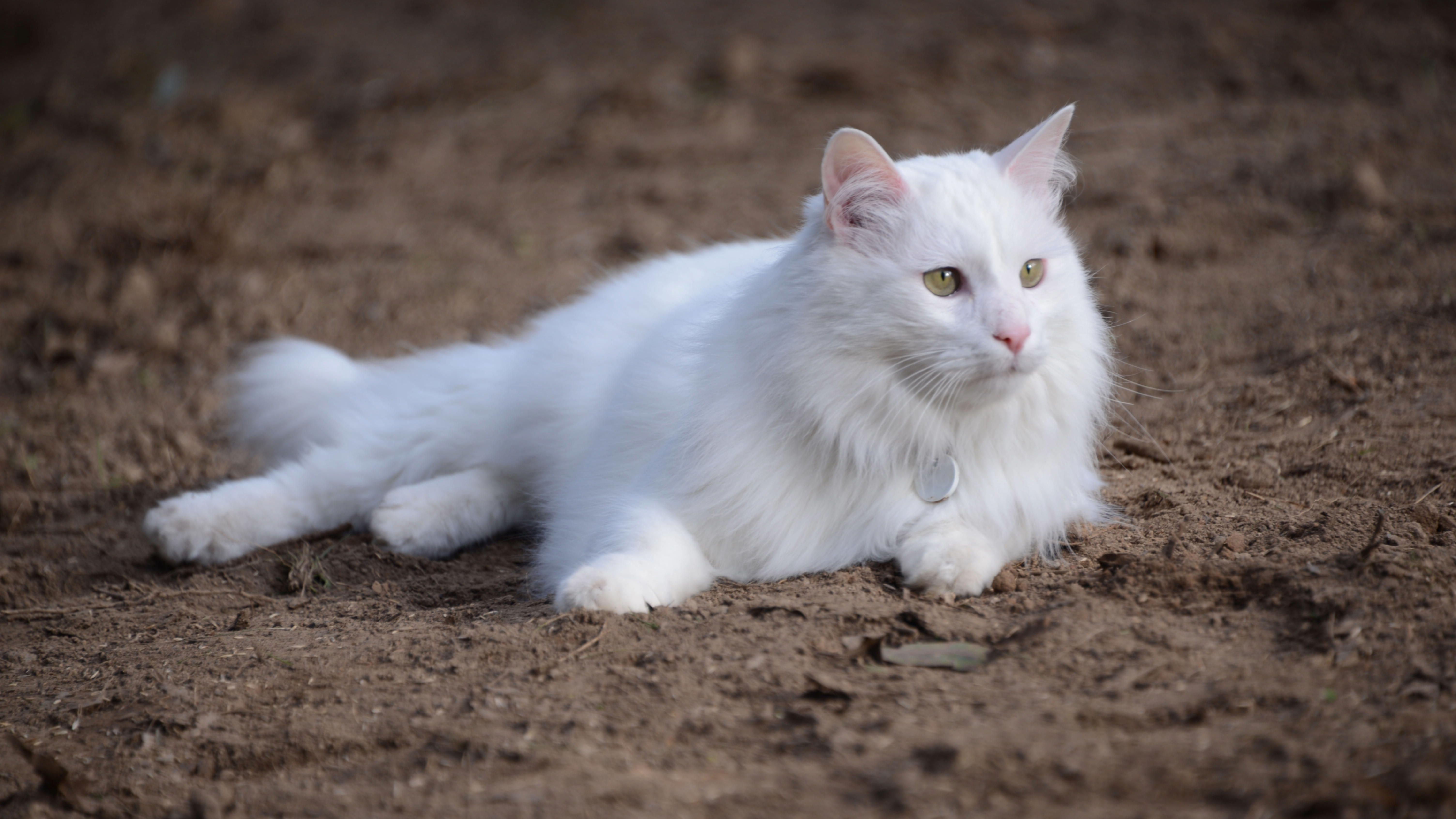 Turkish Angora