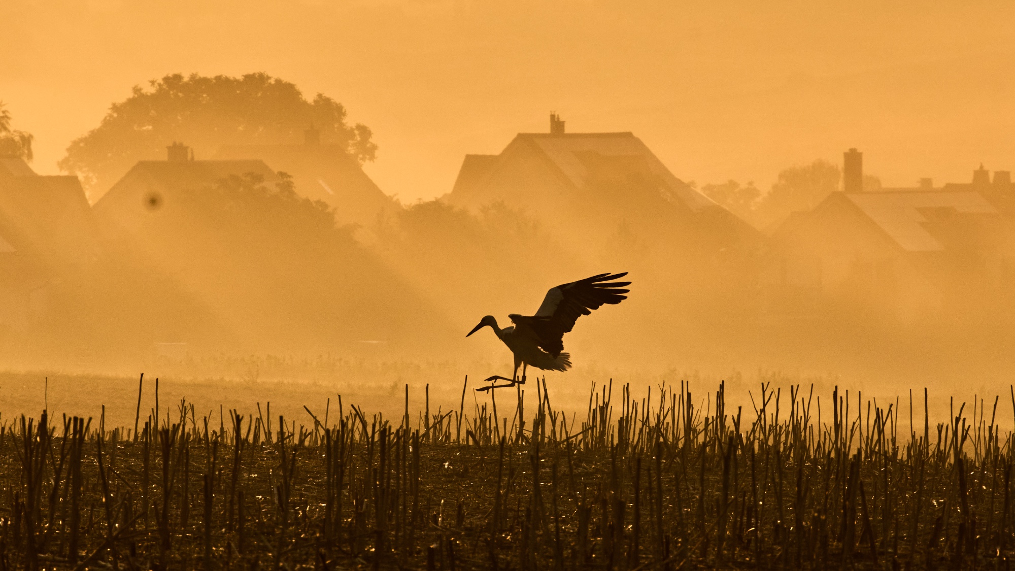 A stork lands on a field in Wehrheim near Frankfurt, Germany