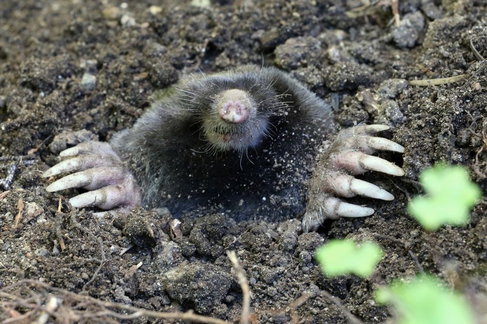 The Townsend&#039;s mole (&lt;em&gt;Scapanus townsendii&lt;/em&gt;): ugly or adorable?