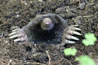 The Townsend's mole (<em>Scapanus townsendii</em>): ugly or adorable?