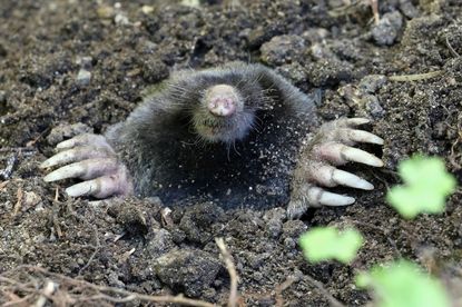 The Townsend's mole (<em>Scapanus townsendii</em>): ugly or adorable?