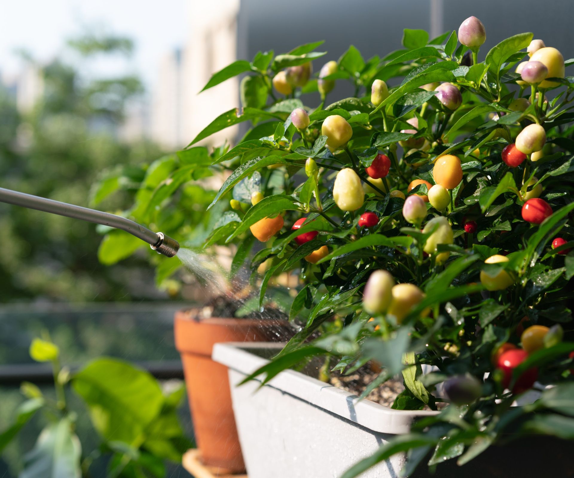 suggestions for wholesome vegetation | 11 Watering vegetable plants in a container