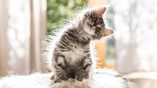 Kitten tilting head