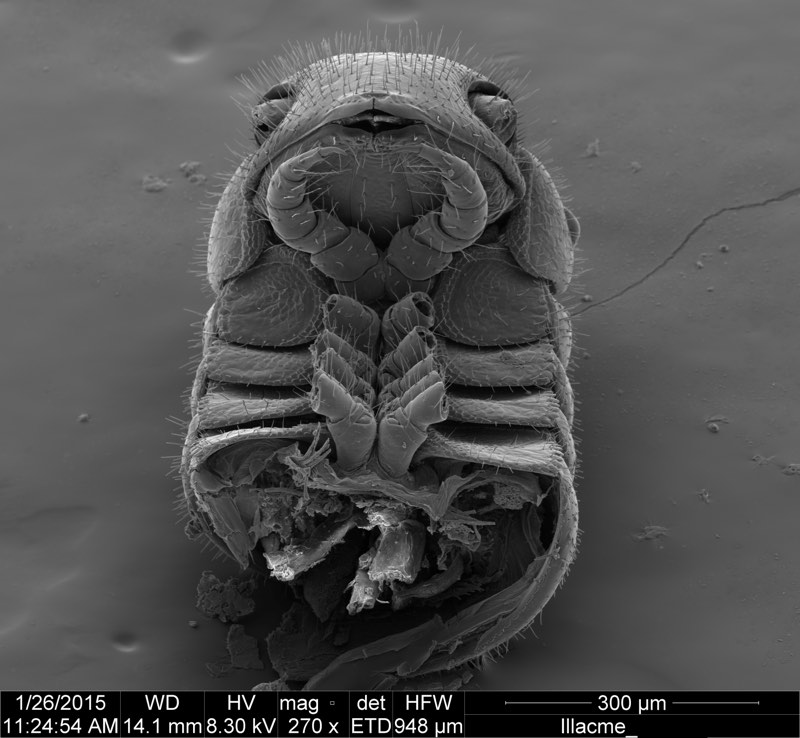 Ventral view of a newfound millipede.