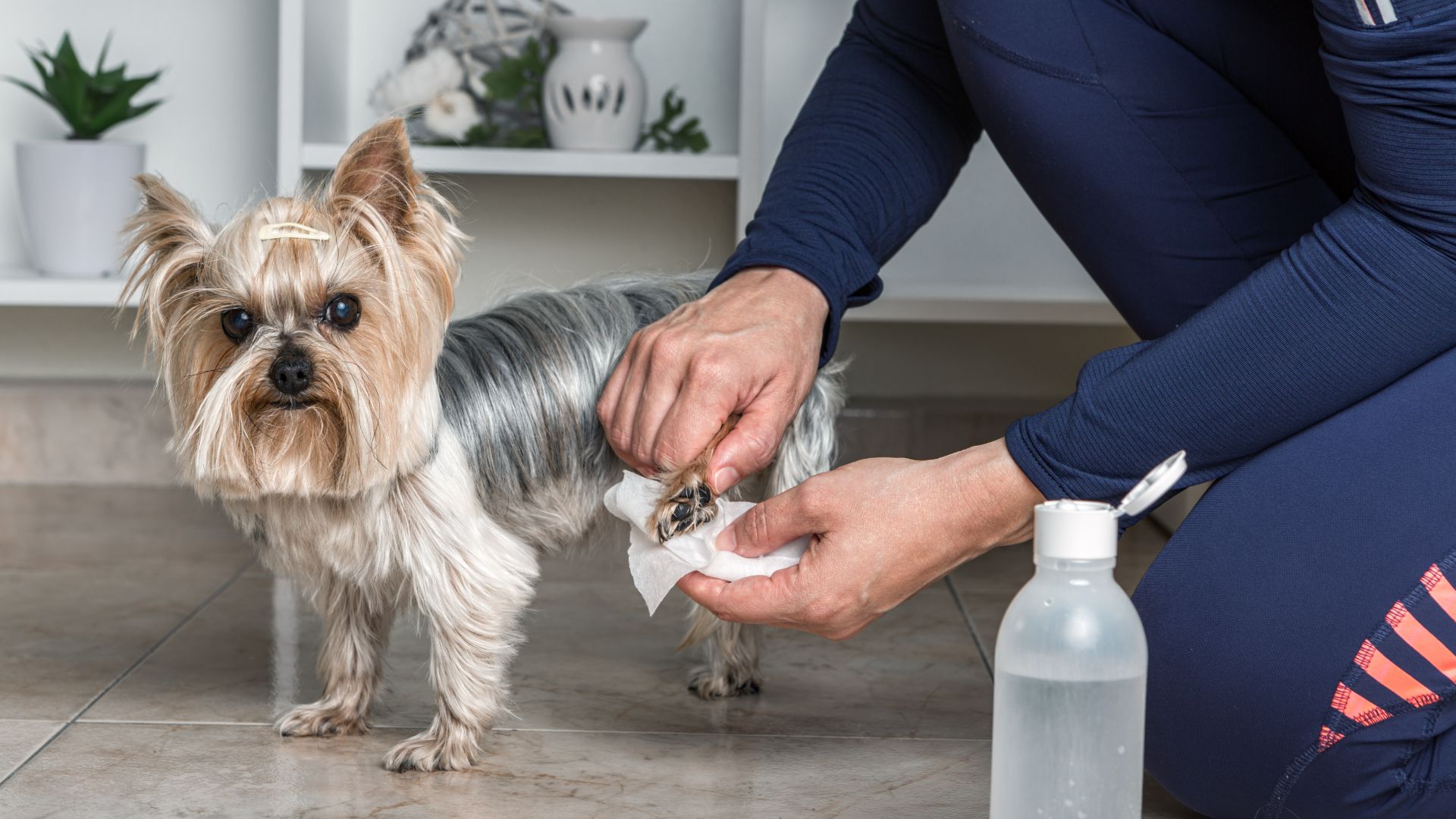 yorkshire terrier having back paw wiped