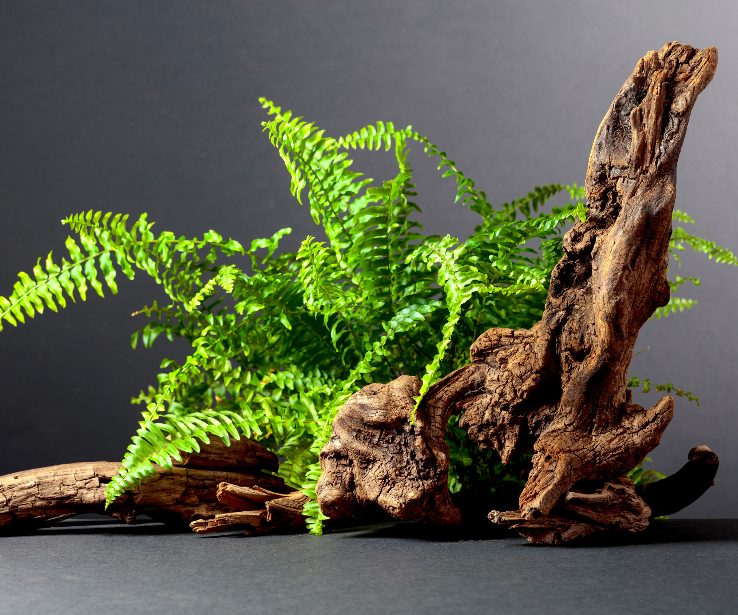 Boston fern plant in driftwood log planter