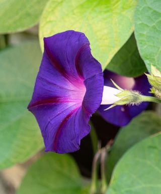 close up of a single purple flower of Ipomoea tricolour ‘Grandpa Ott’, also known as Morning Glory