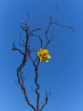 Yellow flower on Tree.