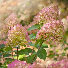 autumn hydrangeas