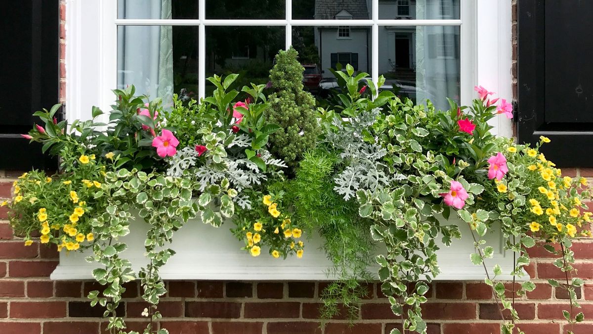 Meilleures fleurs pour les jardinières 