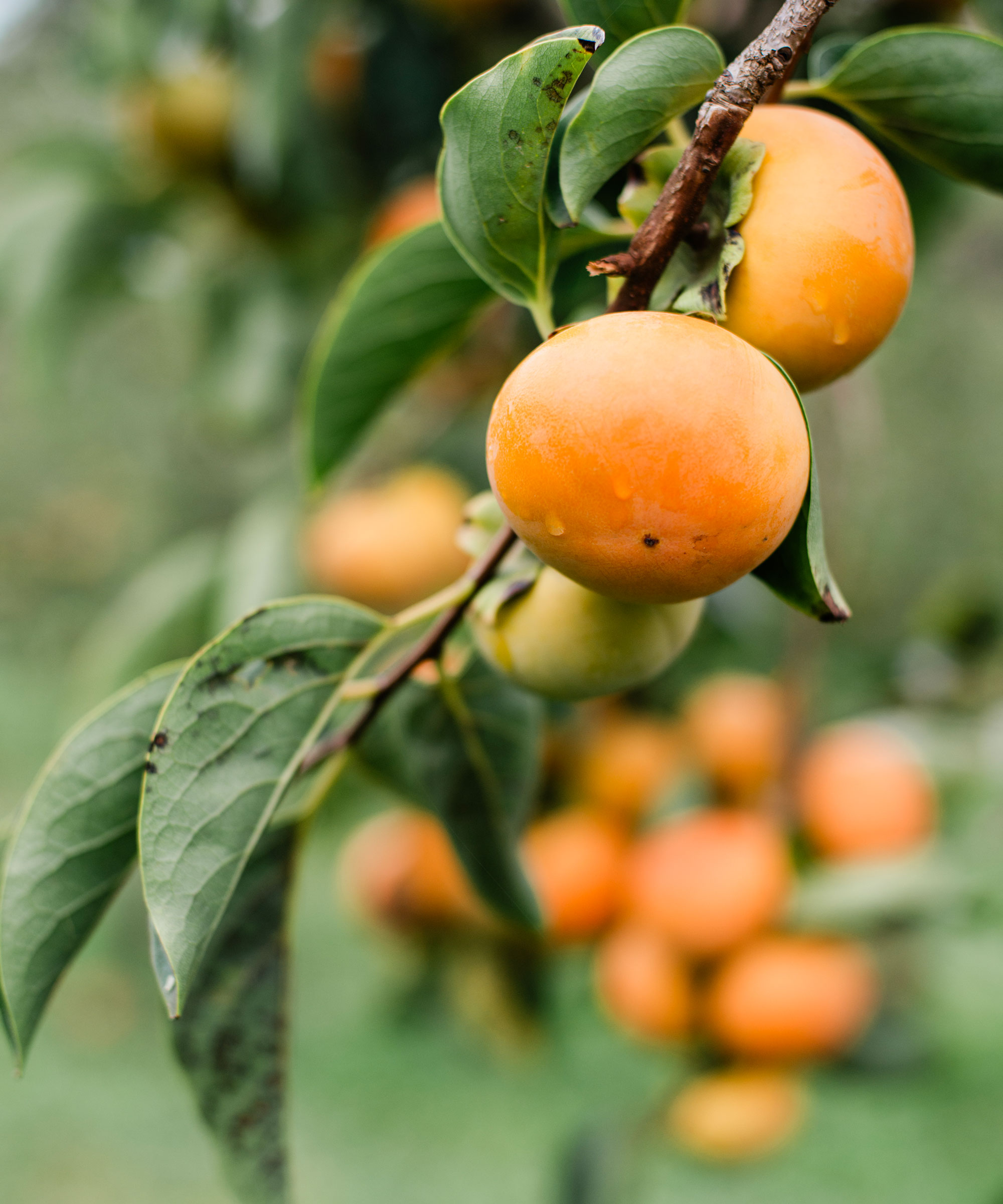 persimmon fruit ripe on tree