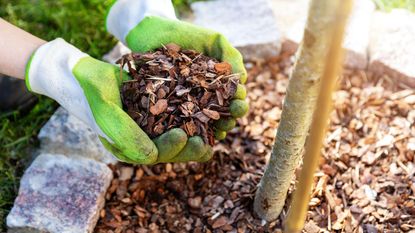 adding bark mulch to a flowerbed and around a tree