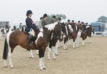 A line-up of coloured show horses