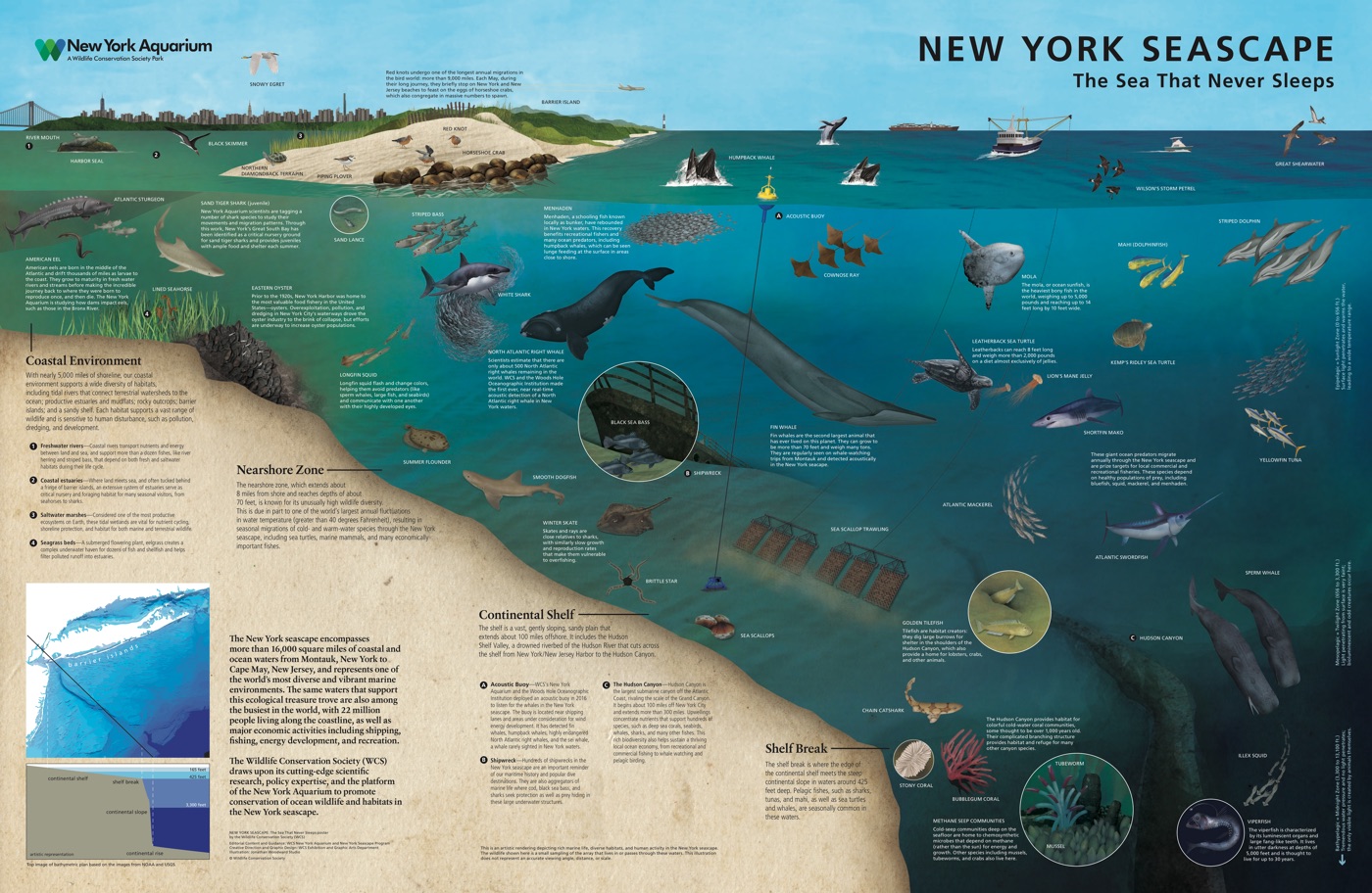 This side of the New York Seascape map shows the amazing diversity of life living near the coast, on the continental shelf and off the shelf break.