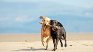 Two dogs on a beach carrying a stick in their mouths