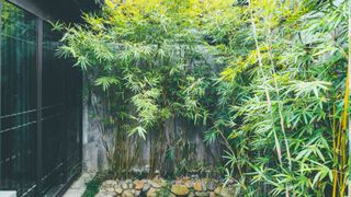 Bamboo plants in a backyard