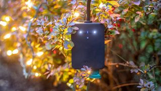 Wyze Plug Outdoor attached to holiday lights in a tree