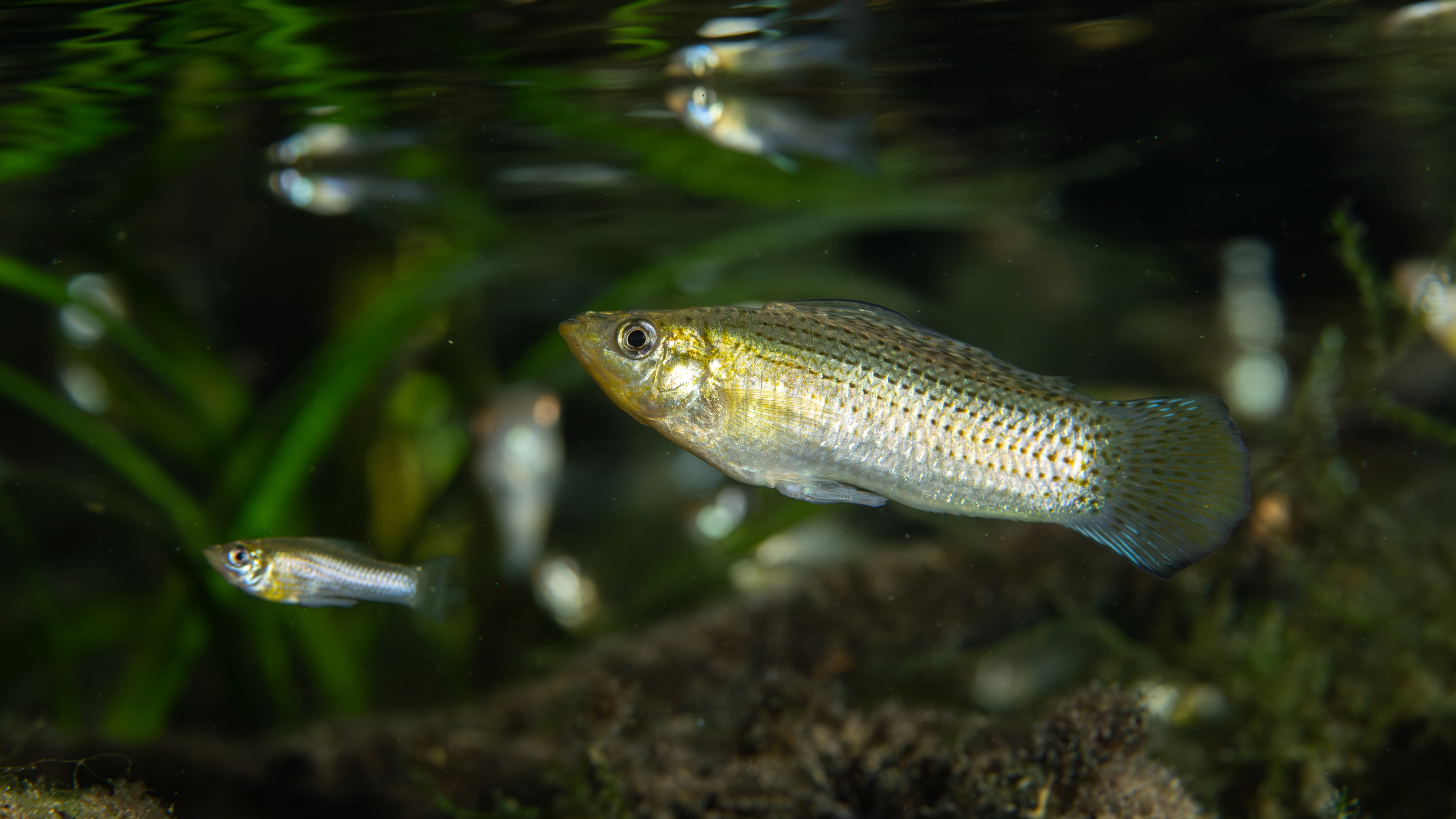 Sailfin Molly