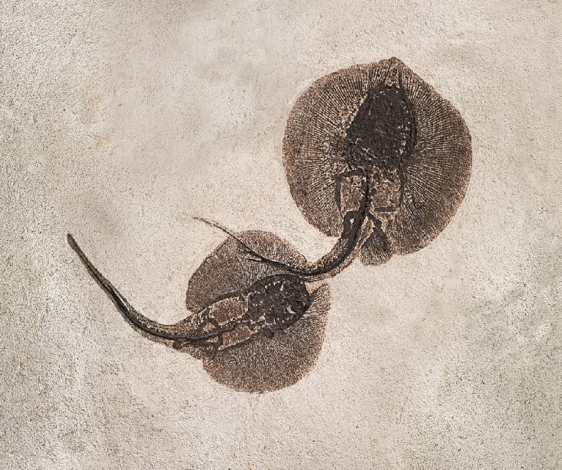 Stingray fossil