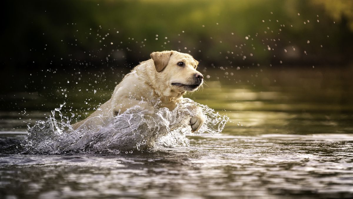 32 reasons to love Labradors PetsRadar