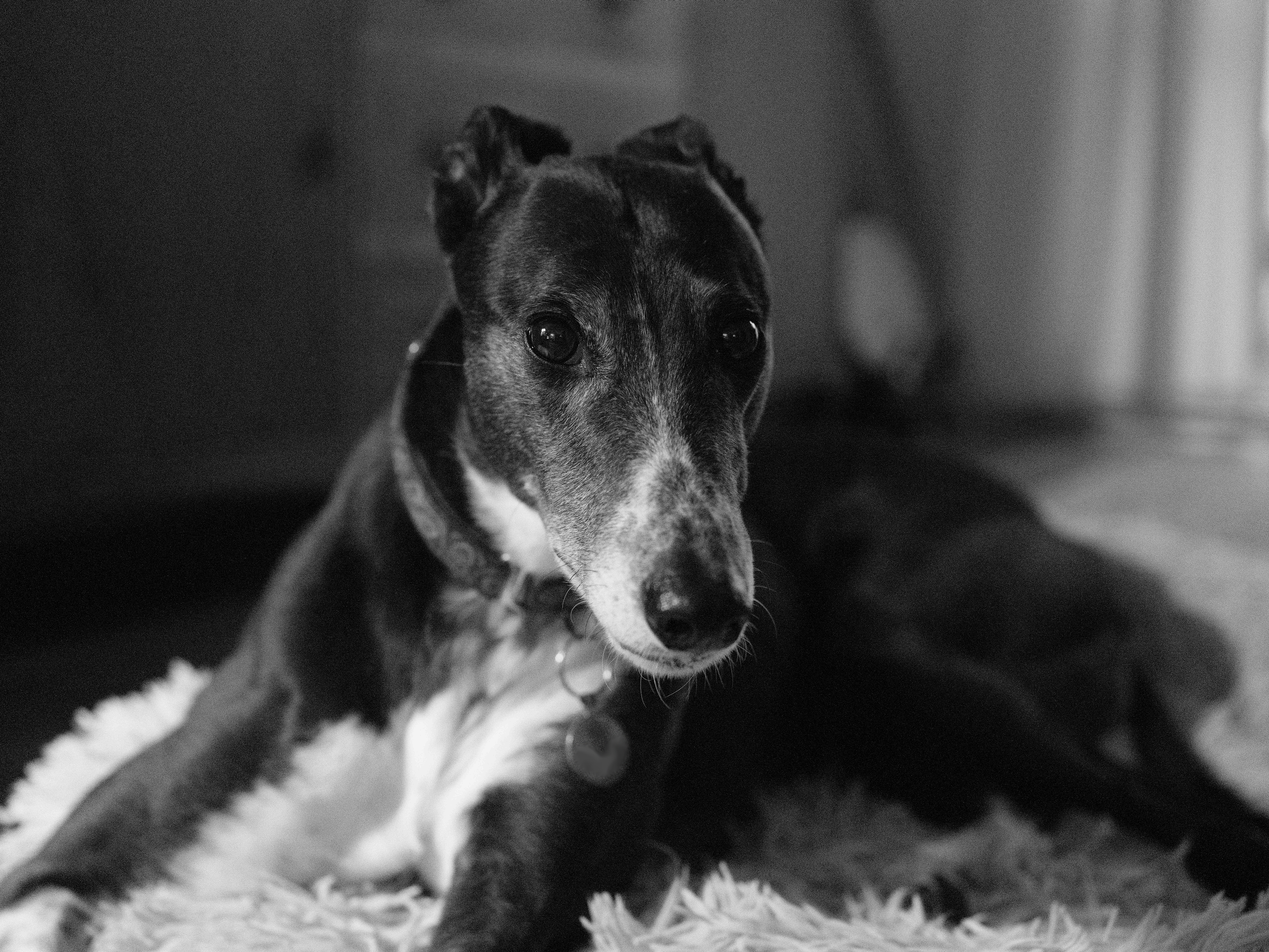 A black and white photo of a greyhound, taken on the Fujifilm GFX100 II