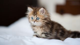 Blue-eyed kitten