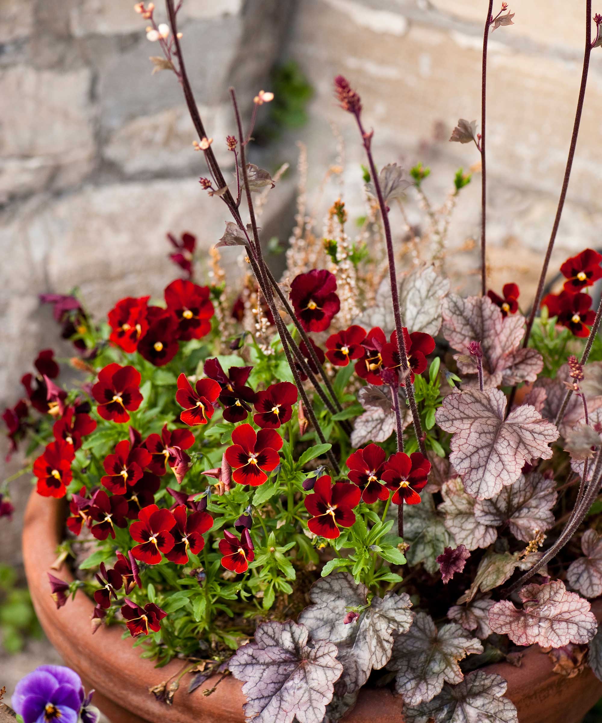 viola and heuchera ‘Sugar Frosting' in a container