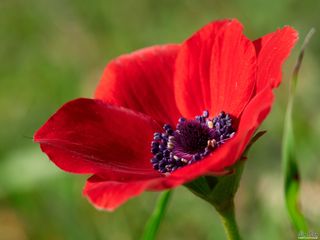 GuruShots - Fanciful Flowers