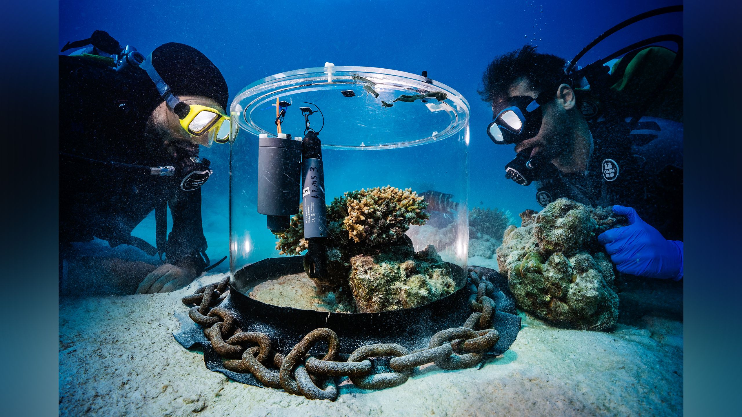Underwater Coral Research Photo Wins Science Award