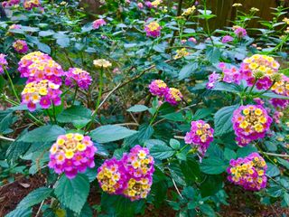 Lantana bushes blooming with purple, pink, and yellow flowers