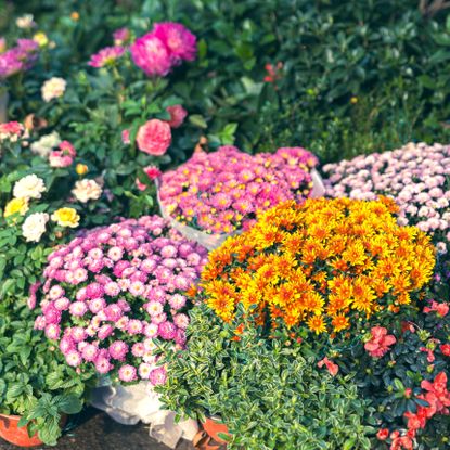 containers of mixed color chrysanthemums in late summer display