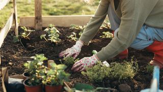 woman planiting seedlings in an allotment with floral gardening gloves on