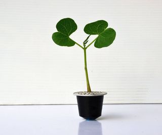 Small seedling growing from coffee pod