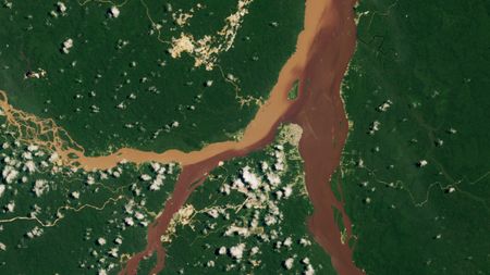 A satellite photo of three rivers merging in a rainforest with two distinct shade of brown