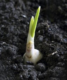 Garlic Bulb In Soil