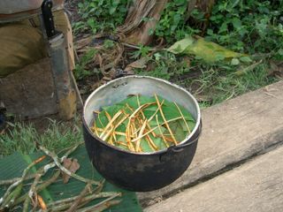 Ayahuasca being prepared in Ecuador.