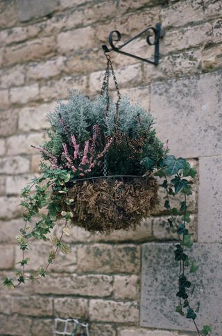 Winter-flowering heathers, pansies and ivy in an autumn hanging basket
