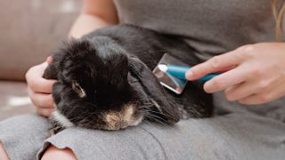 Woman brushing rabbit