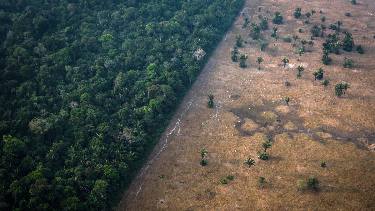 The world has pledged to stop deforestation before. But trees are