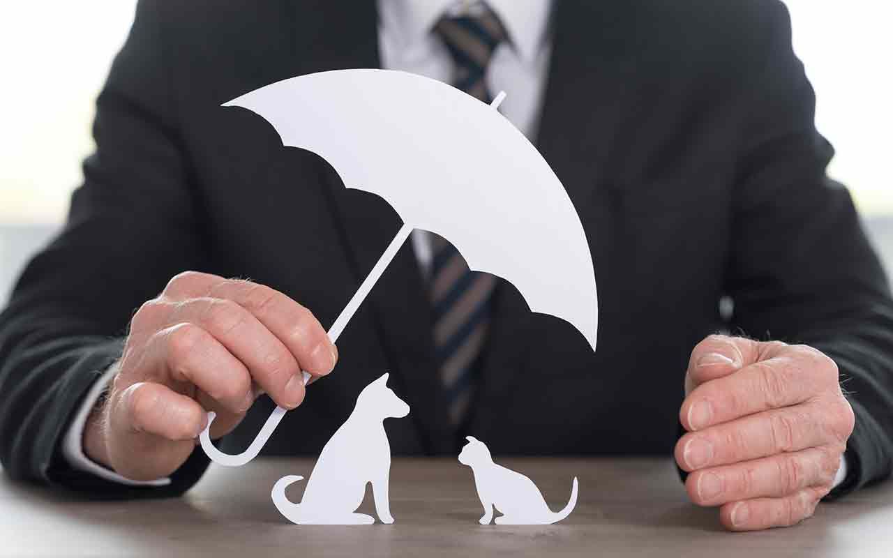 Pet Stocks The 9 Best 'Purebred' Pet Stocks to Buy Kiplinger