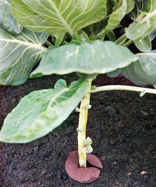 how to grow winter brassicas: cabbage collar to prevent cabbage rootfly laying eggs