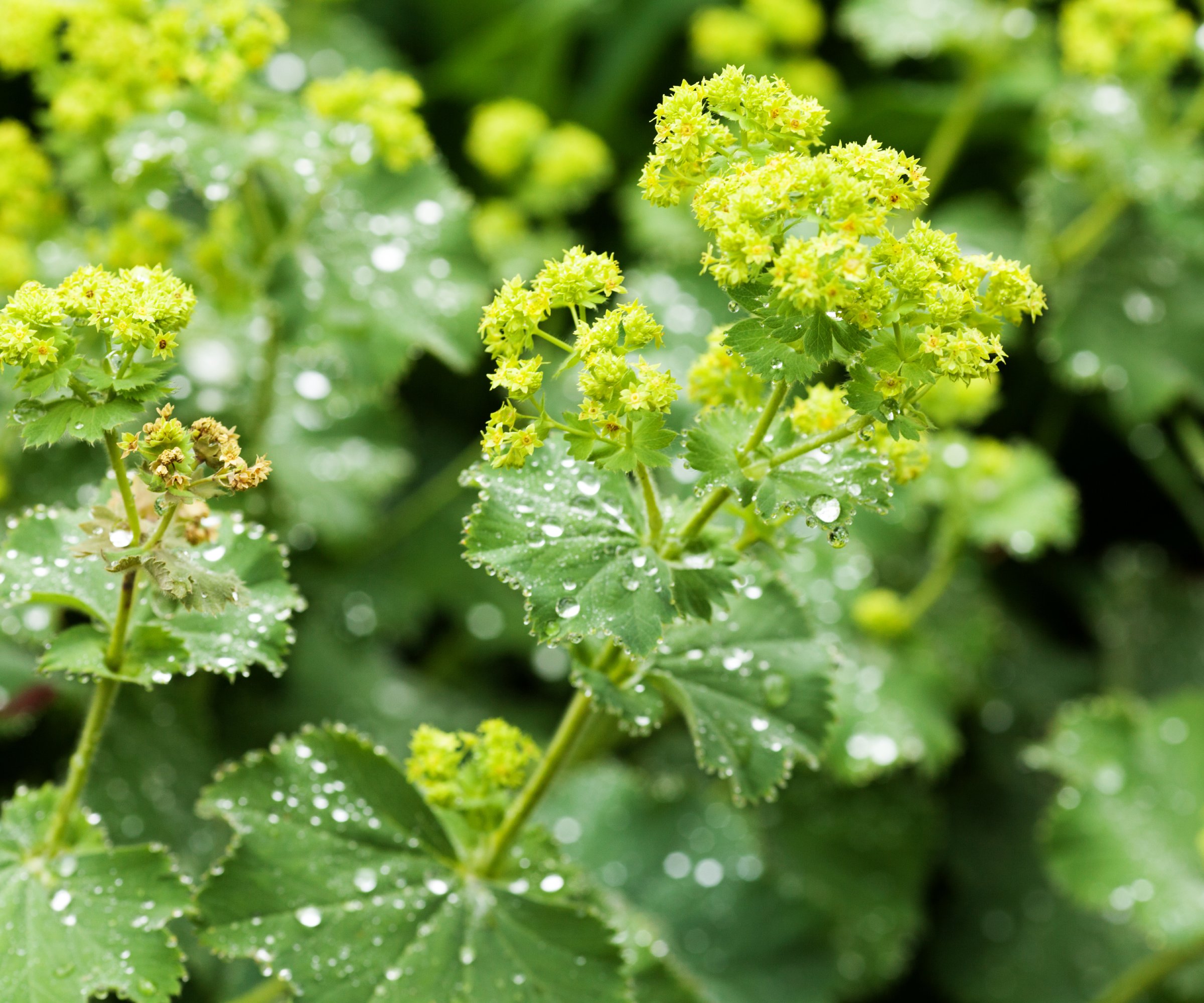 Close up of lady's mantle flowers covered in water droplets