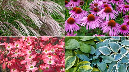 Low-maintenance plant palette featuring Chinese silver grass, purple coneflower, dogwood, and hostas