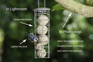 bird photo editing
