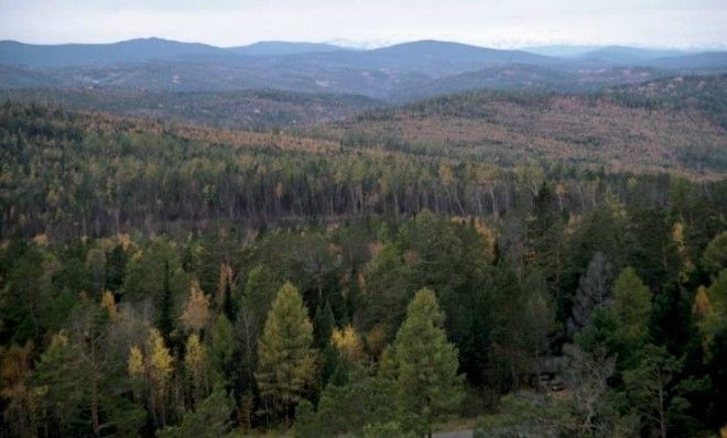 An aerial view of the Siberian taiga