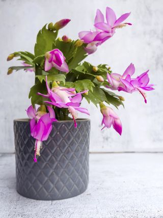 A potted Christmas cactus with pink blooms