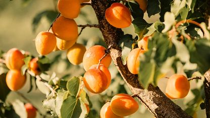 apricot fruits on tree 