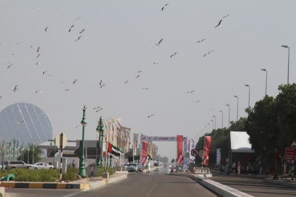 The birds survey the course