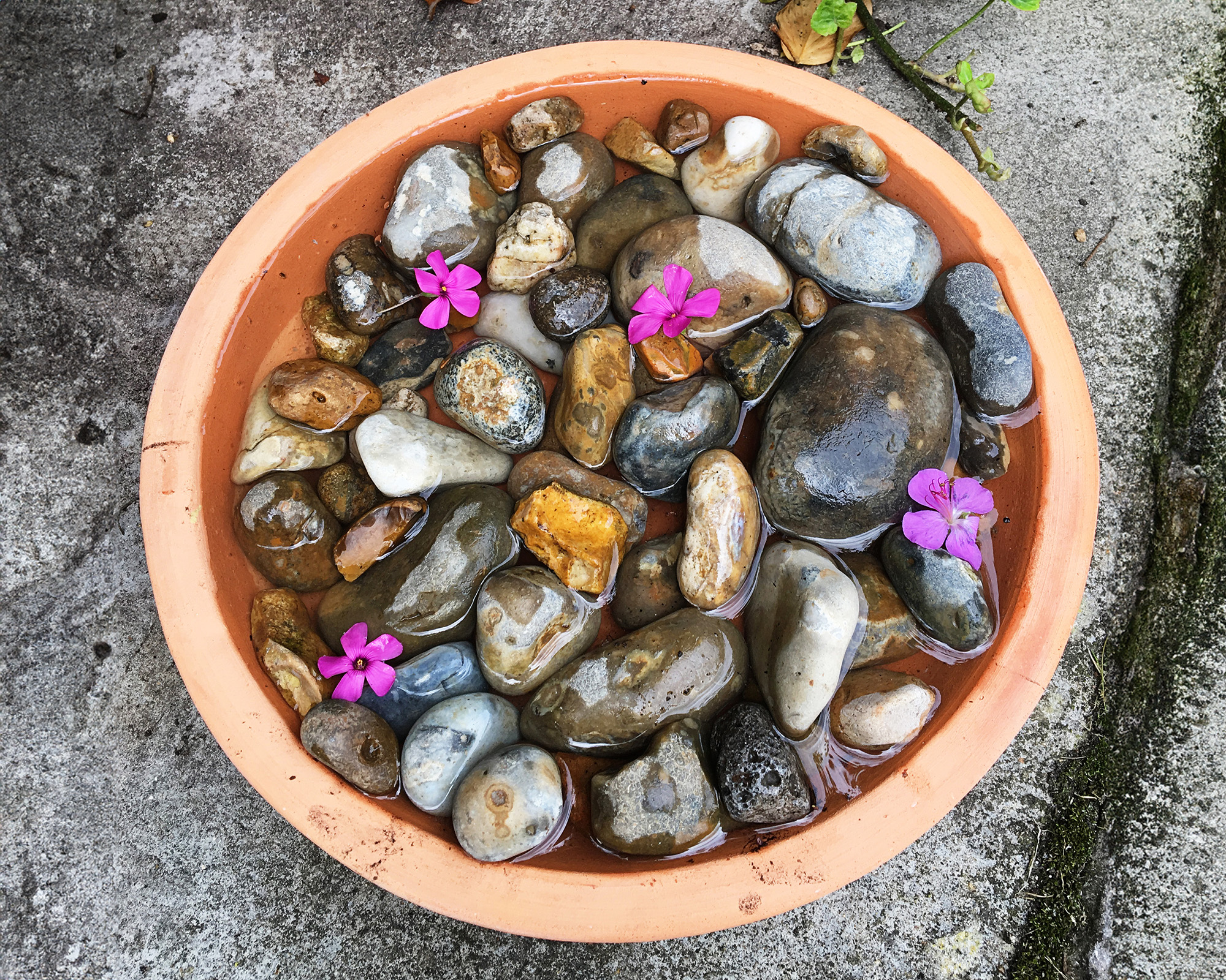 Dish with pebbles and flowers and water for bees and other insects to land on to drink in hot weather in a domestic garden